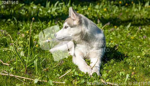 Image of Portrait of puppy Siberian Husky