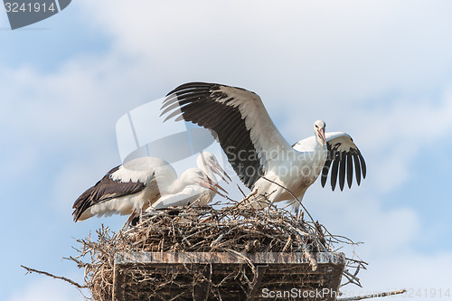 Image of White storks in the nest