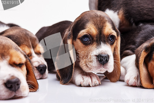 Image of Beagle puppy on white background