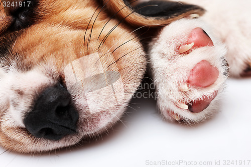Image of Beagle Puppy, lying in front of white background