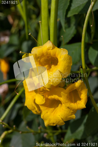Image of yellow frangipani flowers with leaves