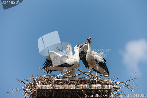 Image of White storks in the nest