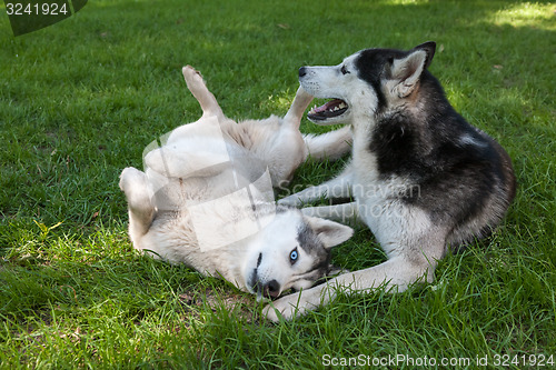 Image of Portrait of  two dogs - Siberian Husky