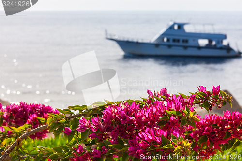 Image of pink bougainvillea, Sharm el Sheikh, Egypt.