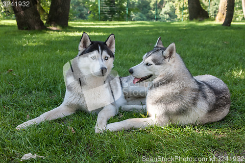 Image of Portrait of  two dogs - Siberian Husky