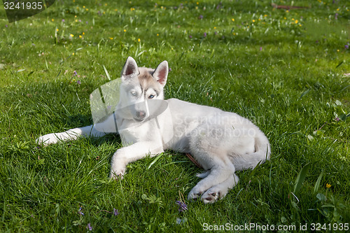 Image of Portrait of puppy Siberian Husky