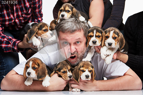 Image of The man and big group of a beagle puppies