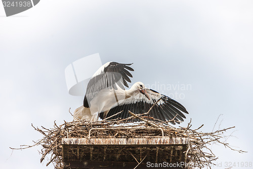 Image of White stork in the nest