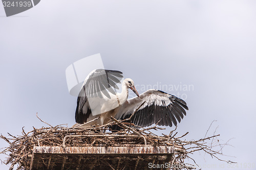 Image of White stork in the nest