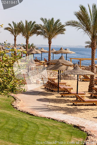 Image of Palm alley on  tropical egyptian beach