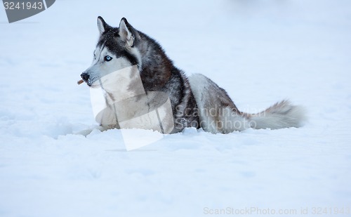 Image of Siberian Husky dog