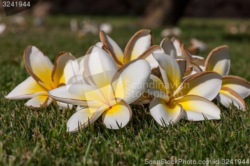 Image of white frangipani flowers with leaves