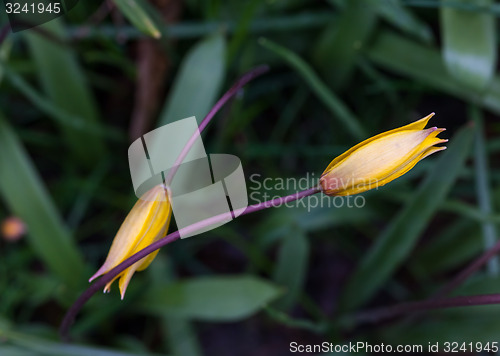 Image of Yellow wild tulip in its natural habitat 