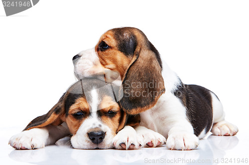 Image of Beagle puppies on white background