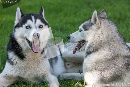 Image of Portrait of  two dogs - Siberian Husky