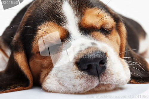 Image of Beagle Puppy, lying in front of white background