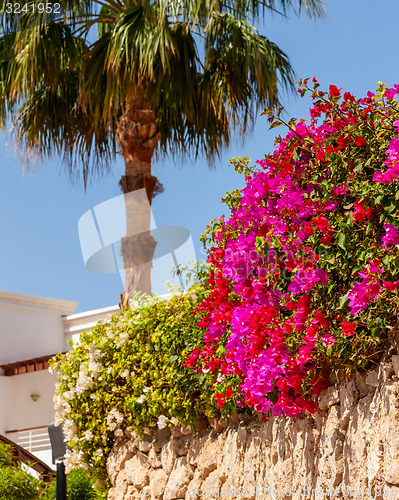 Image of pink bougainvillea, Sharm el Sheikh, Egypt.