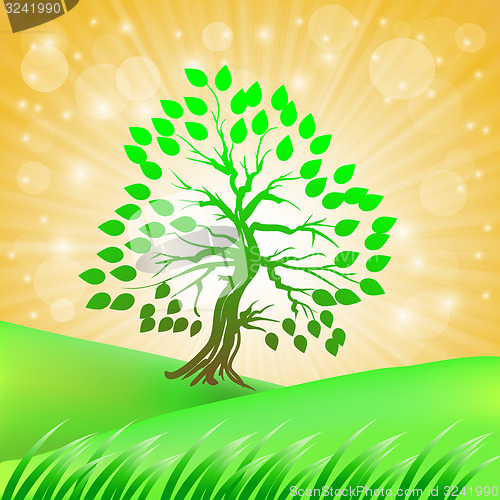 Image of Summer Green Tree