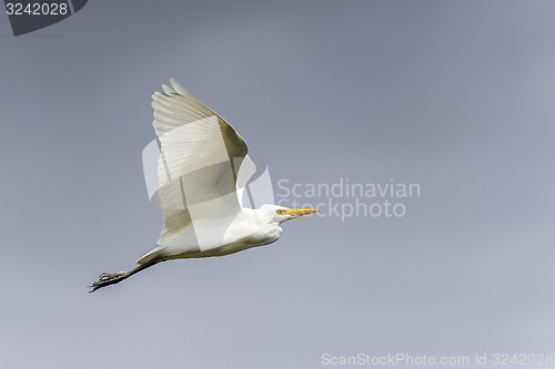 Image of bubulcus ibis, cattle egret