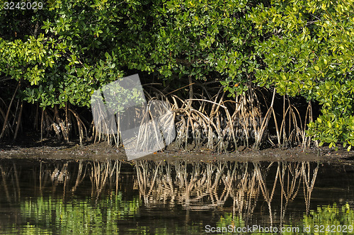 Image of red mangrove, rhizophora mangle