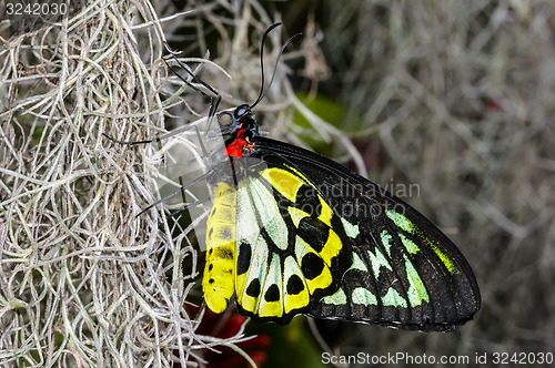 Image of cairns birdwing,  ornithoptera euphorion