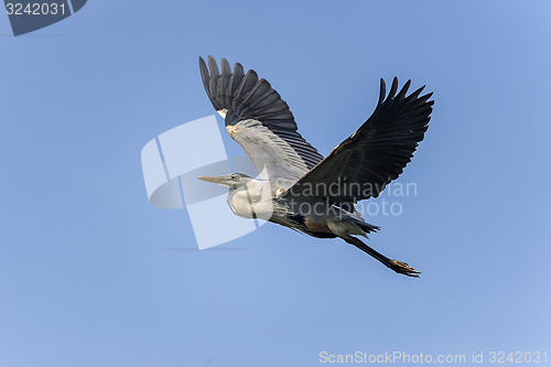 Image of great blue heron, ardea herodias