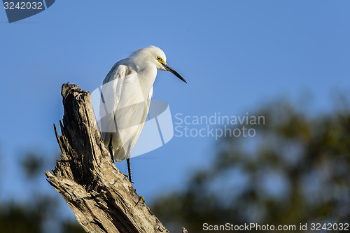 Image of snowy egret, egretta thula