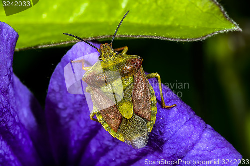 Image of carpocoris purpureipennis