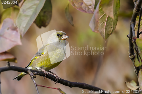 Image of greenfinch, carduelis  cloris