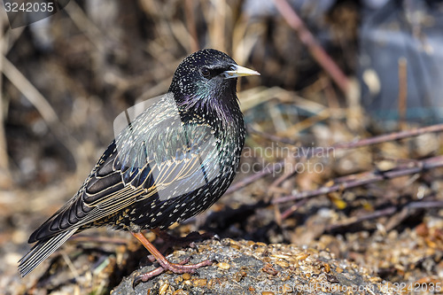 Image of starling, sturnus vulgaris