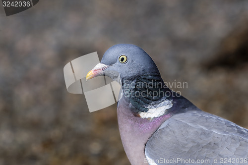 Image of columba palumbus, common wood pigeon