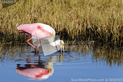 Image of roseate spoonbill, platalea ajaja