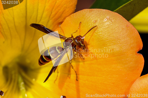 Image of paper wasp, polistes annularis