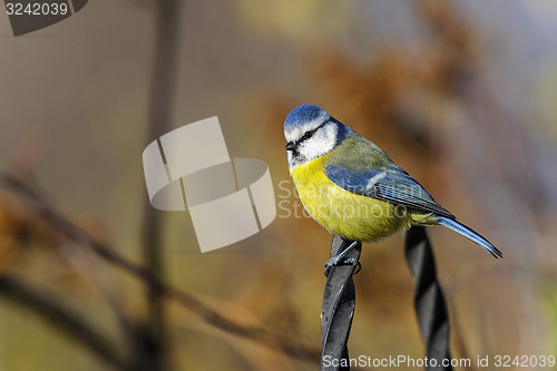 Image of blue tit, parus caeruleus