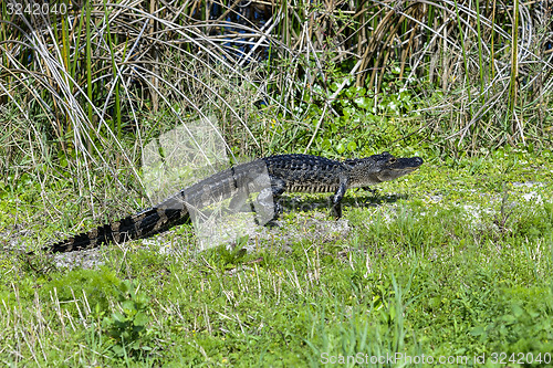 Image of alligator mississippiensis, american alligator