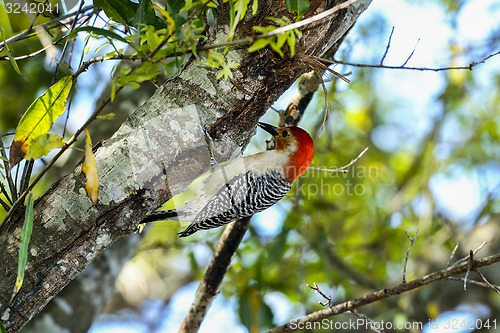 Image of melanerpes carolinus, red-bellied woodpecker