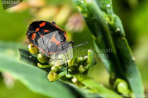 Image of eurydema oleracea, rape bug