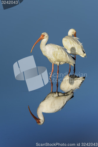 Image of american white ibis, eudocimus albus