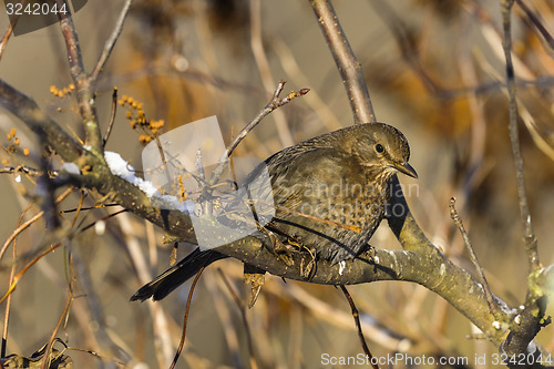 Image of turdus merula, blackbird