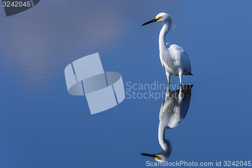 Image of snowy egret, egretta thula