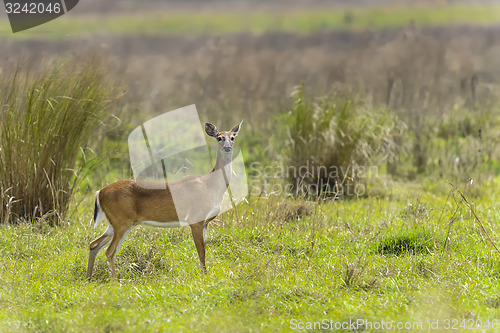 Image of white-tailed deer, odocoileus virginianus