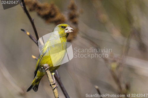 Image of greenfinch, carduelis  cloris