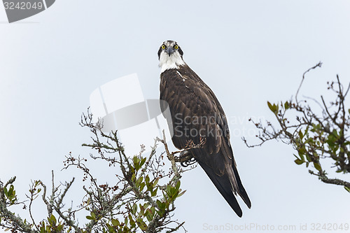 Image of osprey, pandion haliaetus