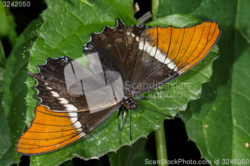 Image of brown siproeta, siproeta epaphus