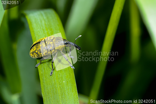 Image of larinus sturnus, weevil