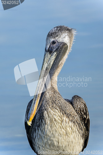 Image of brown pelican, pelecanus occidentalis