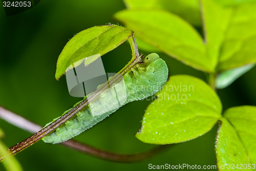 Image of eurhadinoceraea ventralis caterpillar feeding