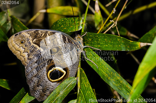 Image of caligo atreus, owl butterfly