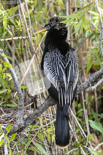 Image of anhinga, anhinga anhinga, water turkey