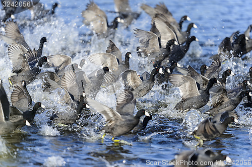 Image of american coot, fulica americana